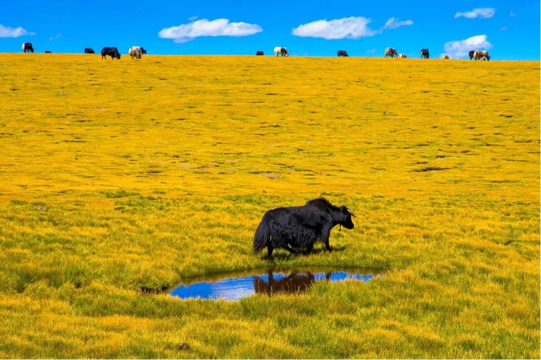 牛年,带你到西藏看牦牛