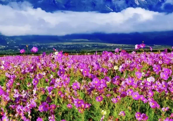 1732243849864702.png 24.webp.png