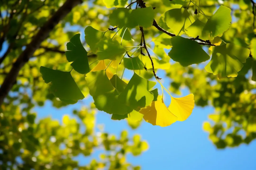 1732243917903621.png 28.webp.png