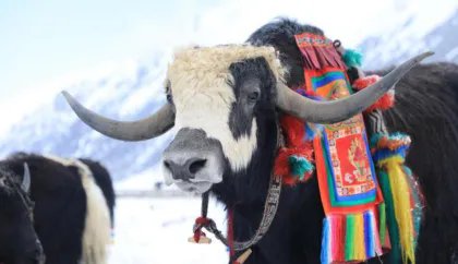 1748315130917806.png 44.webp.png